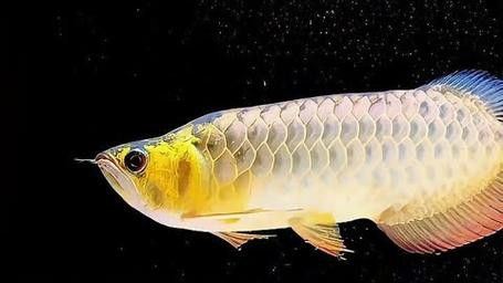 金頭過背金龍魚怎么養殖的圖片