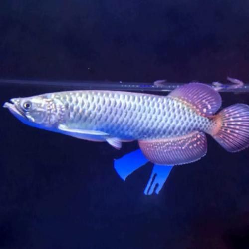金頭過背金龍魚怎么養殖的圖片