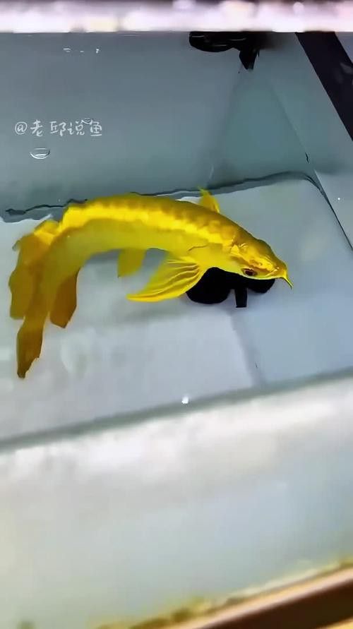 金頭過背金龍魚怎么養殖的圖片