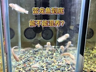 雷龍魚那個品種可以跟別的魚混養(yǎng)（如何避免雷龍魚領地爭斗）