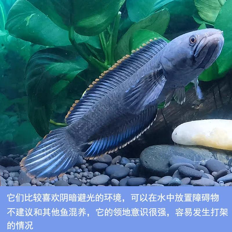 雷龍魚那個品種可以跟別的魚混養(yǎng)（如何避免雷龍魚領地爭斗）