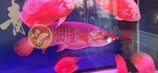 印尼紅龍魚好養嗎（印尼紅龍魚的飼養技術）