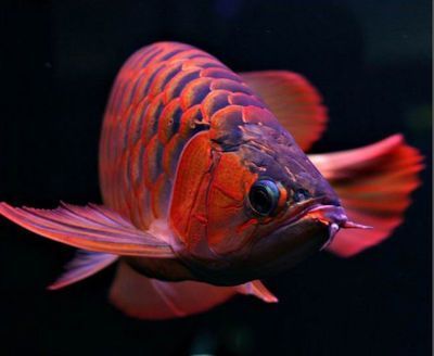 紅龍魚畫圖（紅龍魚鱗片畫法詳細步驟和技巧，紅龍魚眼睛畫法技巧）