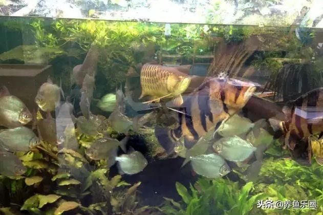 40公分的龍魚需要多大的缸養呢視頻（養龍魚要多大的缸才可以養龍魚）