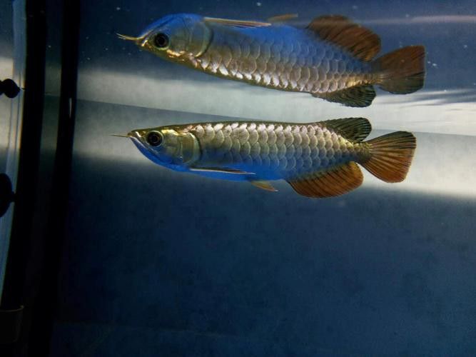金龍魚美容后能維持多久？