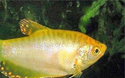 龍魚過水多久：龍魚過水后恢復時間因個體差異、適應能力等因素而異