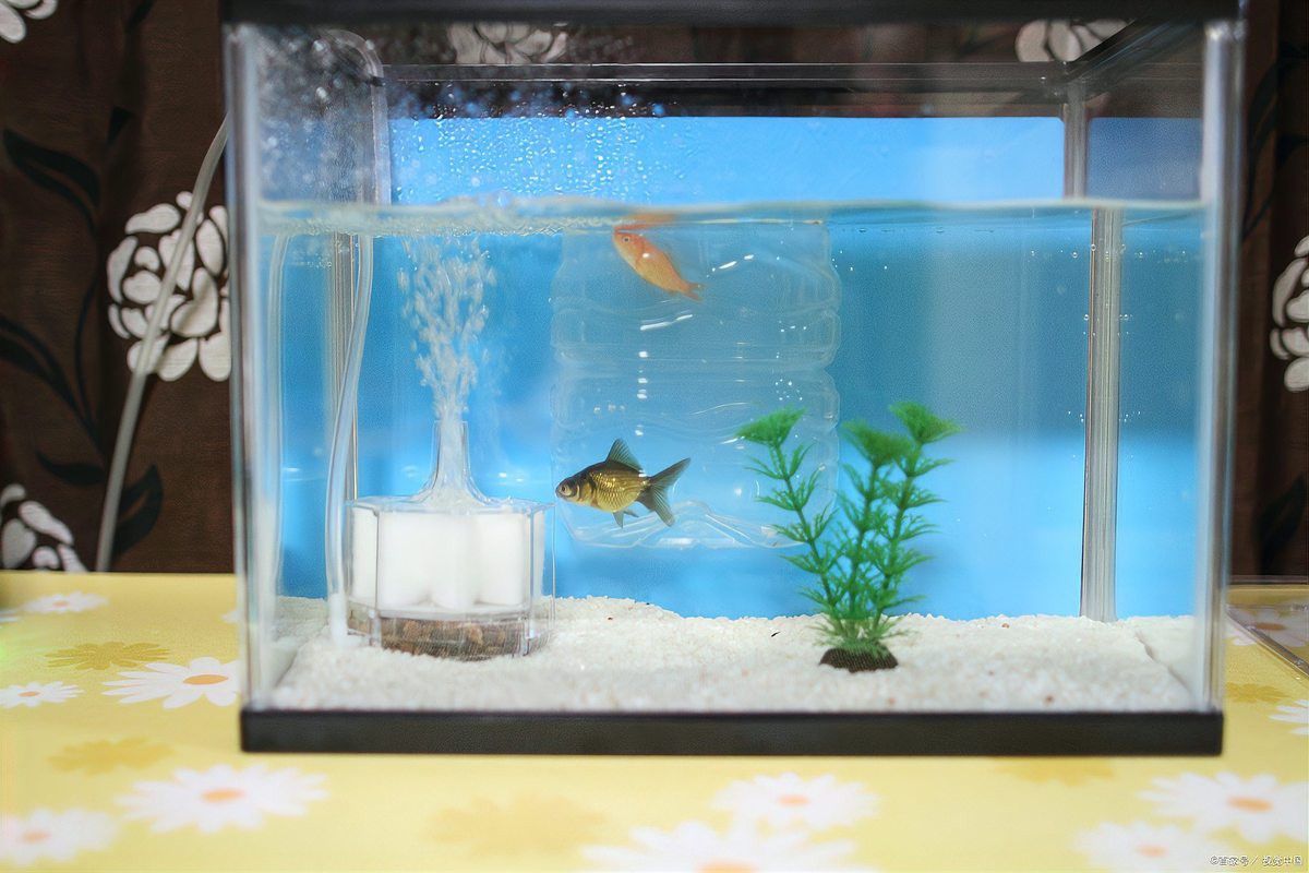 金龍魚用什么顏色的底砂好