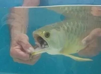 金龍魚幼魚怎么挑選品種：如何挑選金龍魚幼魚