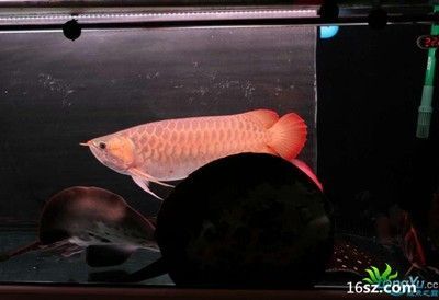 網上買龍魚：網上購買龍魚有哪些優勢？