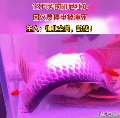 紅龍魚對水溫的要求較為嚴格，飼養者需要注意：關于紅龍魚水溫的具體要求