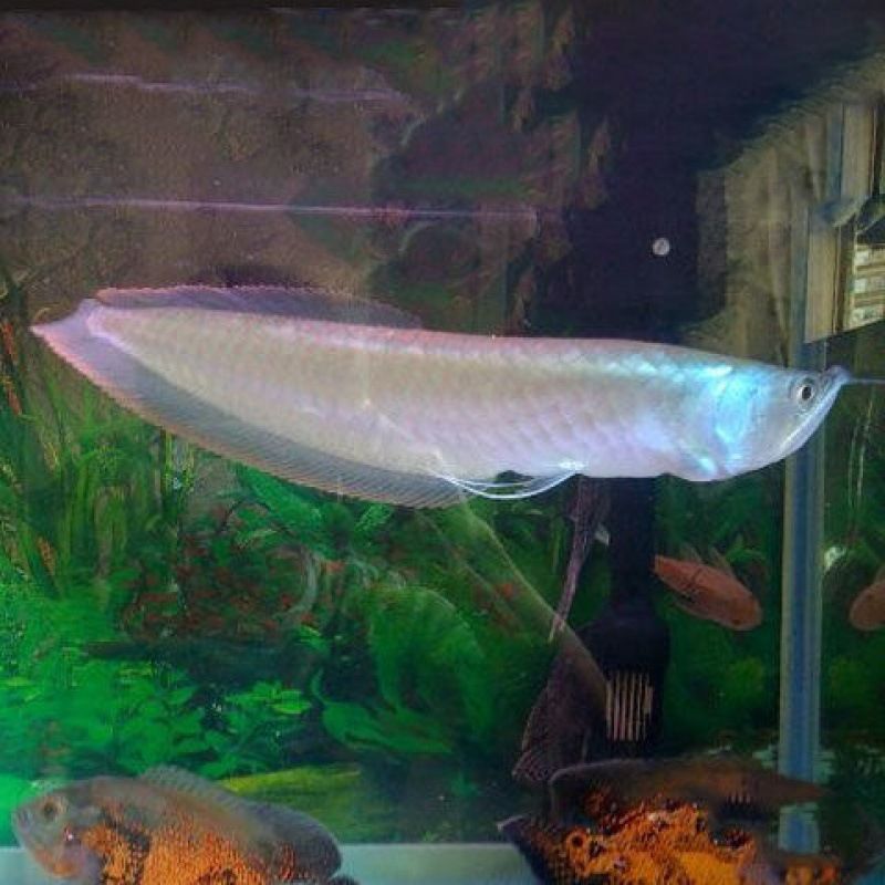 紅龍魚和銀龍魚混養(紅龍魚和銀龍魚混養可行嗎?) 龍魚百科 第6張 紅龍魚和銀龍魚混養(紅龍魚和銀龍魚混養可行嗎?) 紅龍魚和銀龍魚混養(紅龍魚和銀龍魚混養可行嗎?) 龍魚百科 第6張