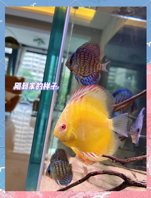 赤瞳黃龍魚