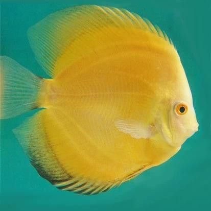 赤瞳黃龍魚