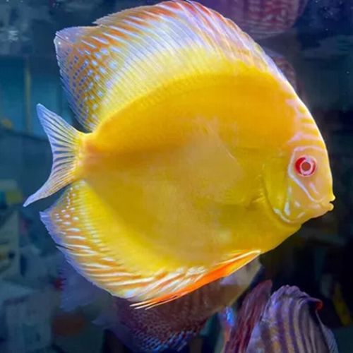 赤瞳黃龍魚