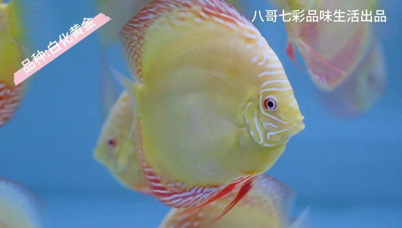 赤瞳黃龍魚