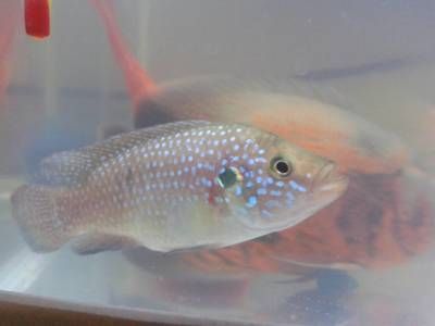 龍魚鉆石眼是怎么回事：如何鑒別龍魚鉆石眼的真偽