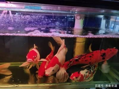 魚缸里面的魚都在底部一動不動是什么問題，如何改善魚缸水溫調節技巧預防魚缸水溫調節技巧