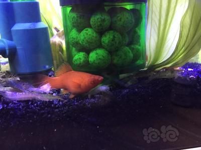 魚缸里面的魚都在底部一動不動是什么問題，如何改善魚缸水溫調節技巧預防魚缸水溫調節技巧