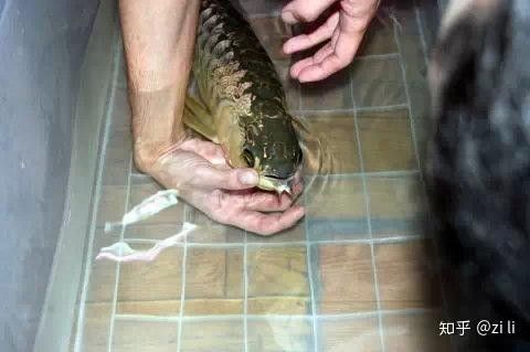 龍魚小魚苗圖片大全大圖視頻