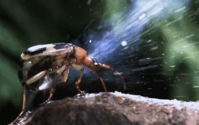 龍魚發色階段詳解圖片大全集：龍魚發色階段詳解