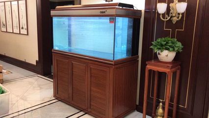 彩蝶龍魚缸能養海水魚嗎視頻：彩蝶龍魚缸養殖技術