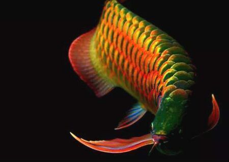 過背金龍魚價格多少錢一條?。ㄟ^背金龍魚價格在2000元至10000元人民幣之間）