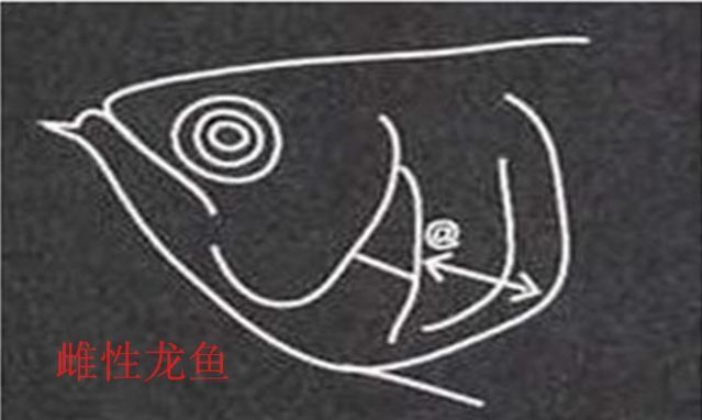 龍魚分辨公母圖解（如何通過觀察龍魚的外觀特征來辨別它們的性別）