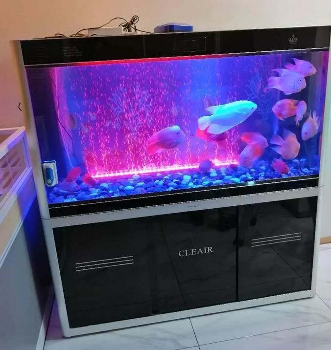 龍魚誘色燈是否一定要放入水中