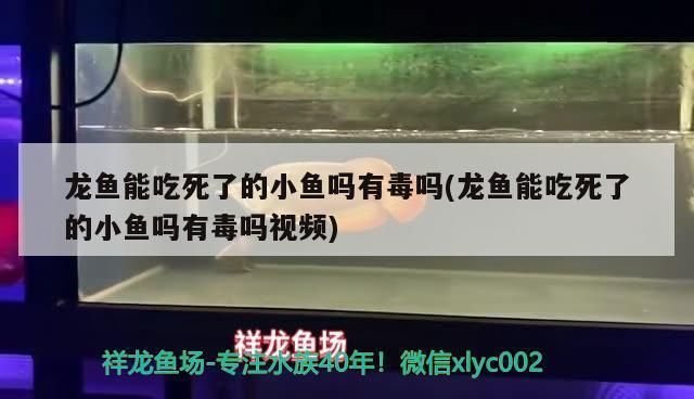 龍魚可以吃活小魚嗎有毒嗎（龍魚可以吃活小魚嗎）