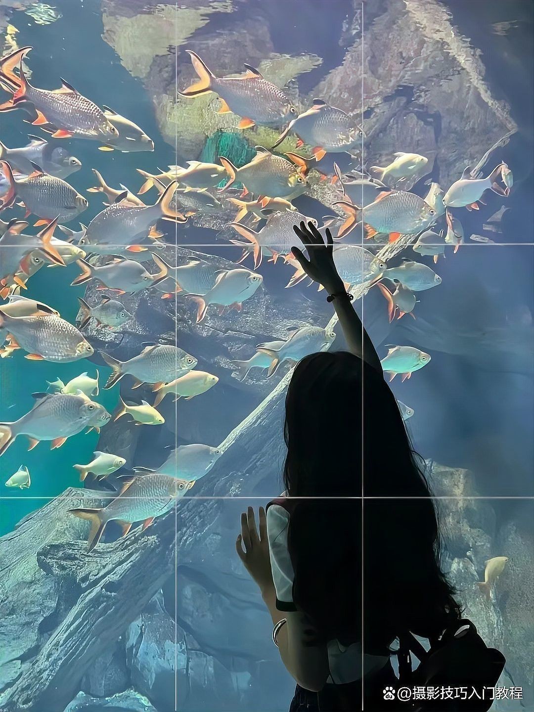 有哪些鏡頭適合拍攝銀龍魚？