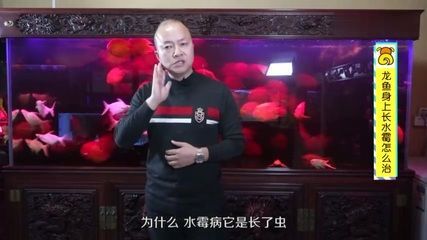 龍魚長水霉怎么辦：龍魚水霉病是一種常見疾病，龍魚長水霉怎么辦，