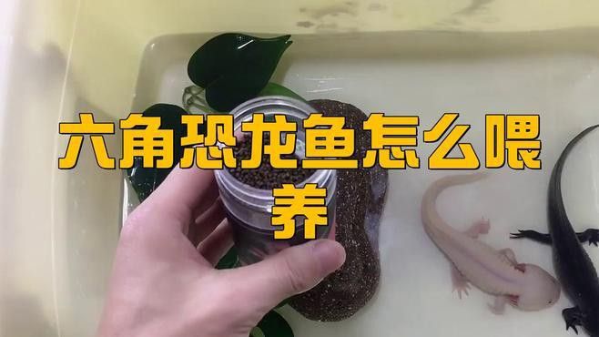 恐龍魚怎么喂胖