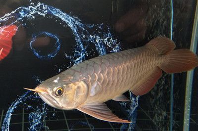龍魚(yú)缸需要一直打氧嗎：夏季龍魚(yú)缸氧氣管理技巧，龍魚(yú)缸氧氣泵選擇指南