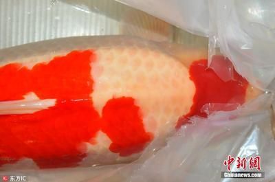 紅龍魚的飼養環境對其發色有著重要的影響：關于紅龍魚的色彩科學