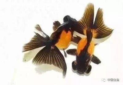 紅龍魚的飼養環境對其發色有著重要的影響：關于紅龍魚的色彩科學