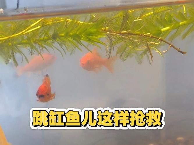 龍魚跳缸還能活嗎圖片大全
