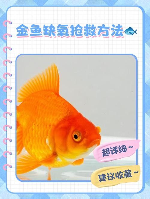 龍魚跳缸還能活嗎圖片大全