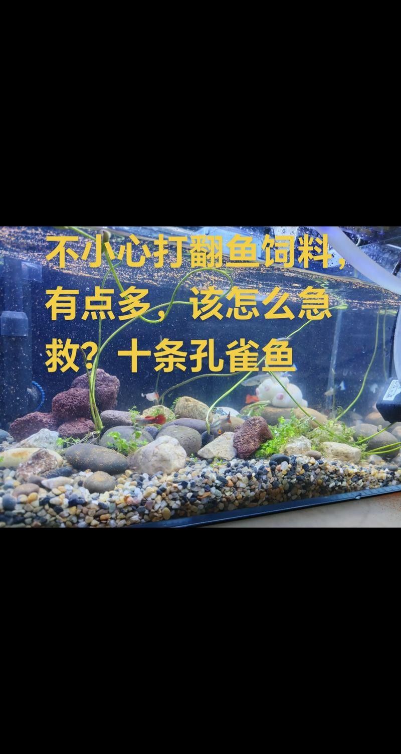龍魚跳缸還能活嗎圖片大全