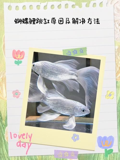 龍魚跳缸還能活嗎圖片大全