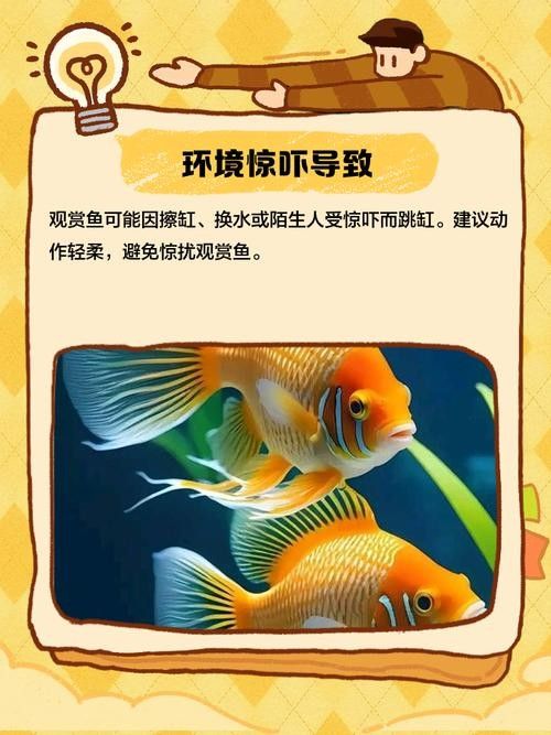 龍魚跳缸還能活嗎圖片大全