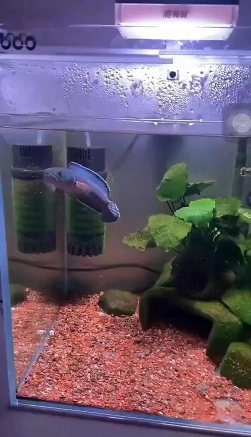 龍魚跳缸還能活嗎圖片大全