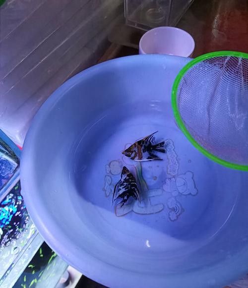 龍魚跳缸還能活嗎圖片大全
