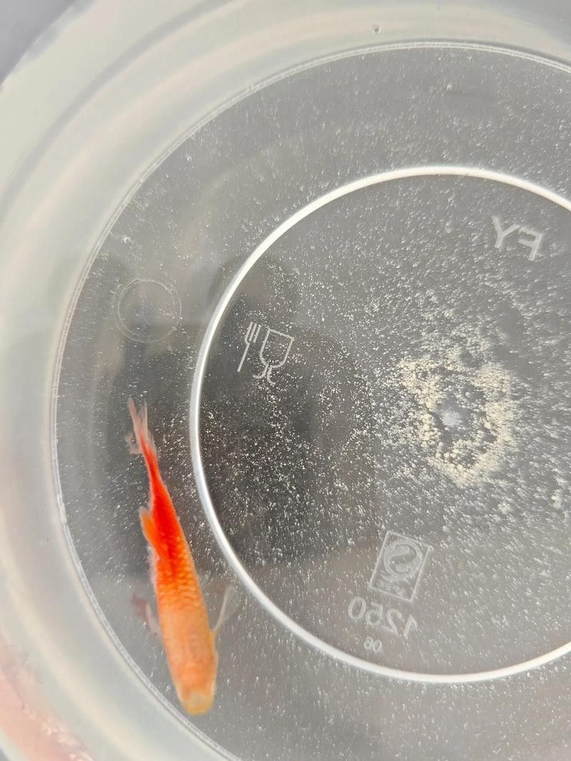 龍魚跳缸還能活嗎圖片大全