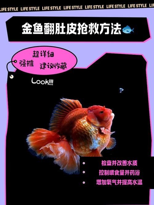 龍魚跳缸還能活嗎圖片大全