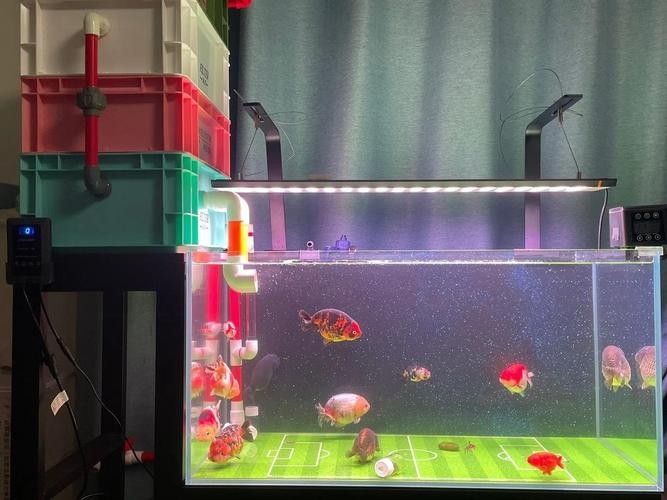 龍魚跳缸還能活嗎圖片大全