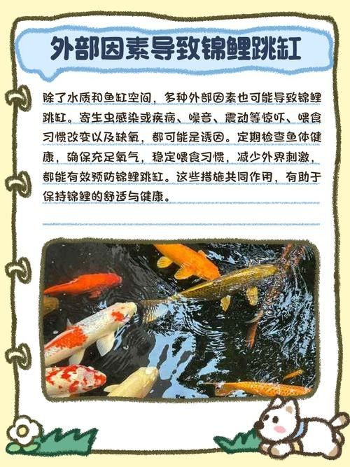 龍魚跳缸還能活嗎圖片大全