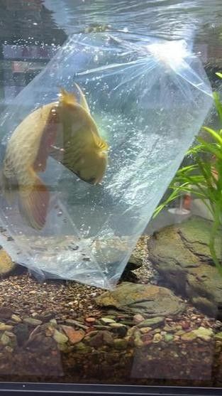 龍魚跳缸還能活嗎圖片大全