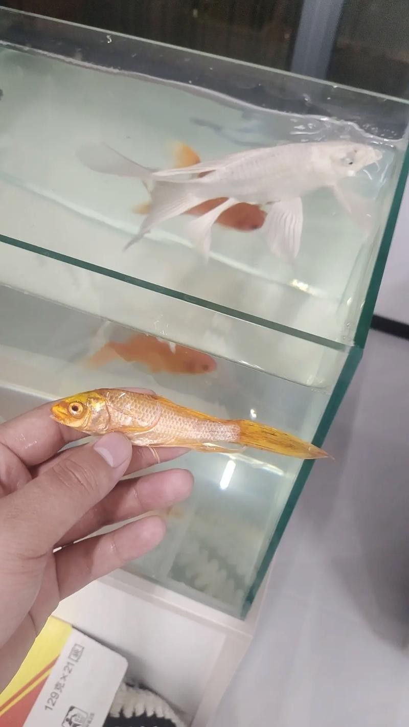 龍魚跳缸還能活嗎圖片大全