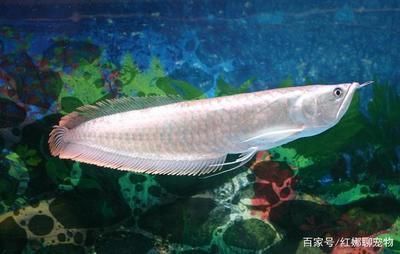 如何讓銀龍魚又白又亮又好看（如何讓銀龍魚看起來又白又亮又好看）