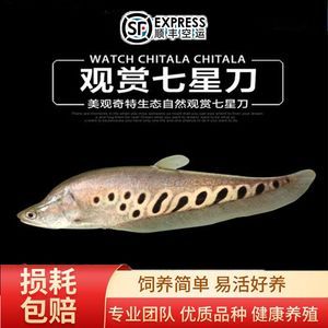 如何讓銀龍魚又白又亮又好看（如何讓銀龍魚看起來又白又亮又好看）